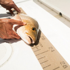 Аксессуары для рыбалки