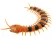 ИК Сороконожка Best Fun Toys 9901 Centipede свет