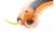 ИК Сороконожка Best Fun Toys 9901 Centipede свет