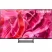 Телевизор OLED 77" Samsung Samsung Electronics QE77S90CAUXRU