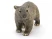 Фигурка Schleich Вомбат